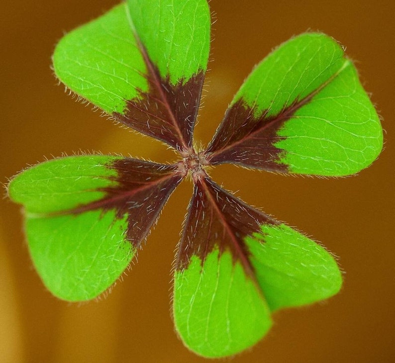 Oxalis Deppei, 4-leaf lucky clover, Oxalis Iron Cross, easy plant, bulb to germinate, indoor or outdoor plant image 1