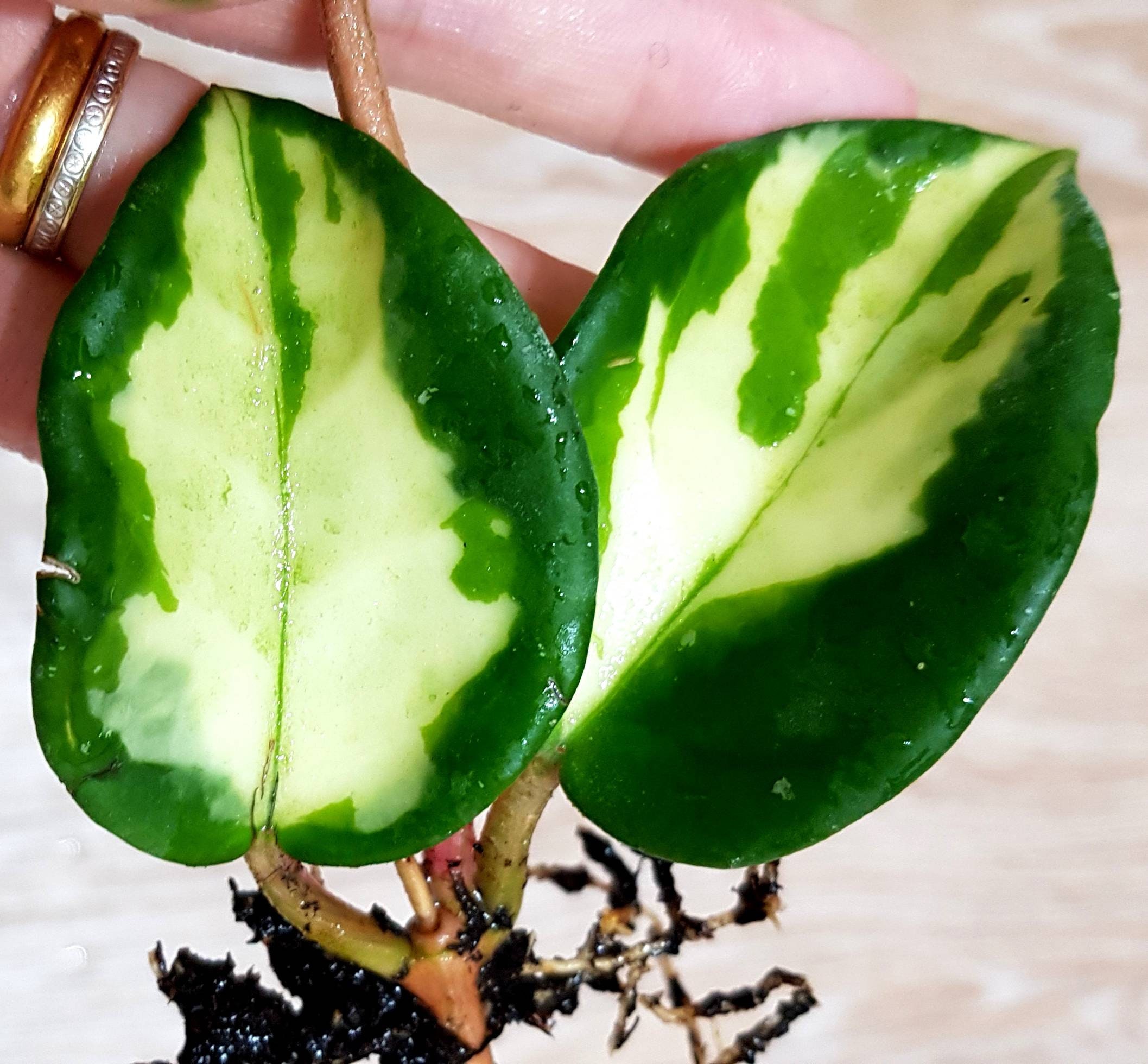 Hoya Carnosa Tricolor, Fleur de Cire, Plante Facile, à Suspension, Plantes avec Racines