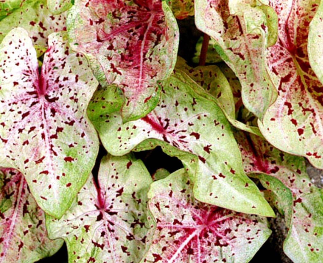 Caladium Miss Muffet, Feuillage Bicolore, Bulbe Caladium à Faire Germer, Rare, Plante d'intérieur, E