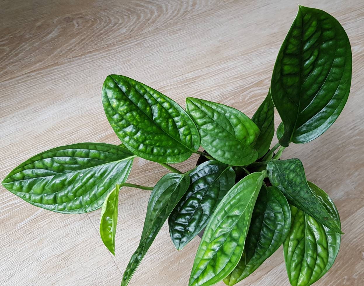 Monstera Peru, Epipremnum Marble Planet, Monstera Karstenianum - Plante avec Beaucoup de Racines, Fe