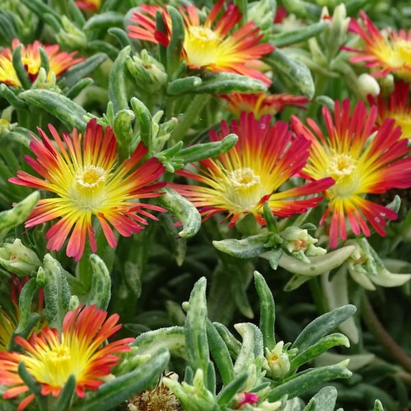 Pourprier VARIEGATA, pourprier vivace fleur rouge jaune, plante RARE, plante bien établie , feuillage panaché vert et blanc, jardin sans eau