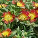 see more listings in the Outdoor Plant section