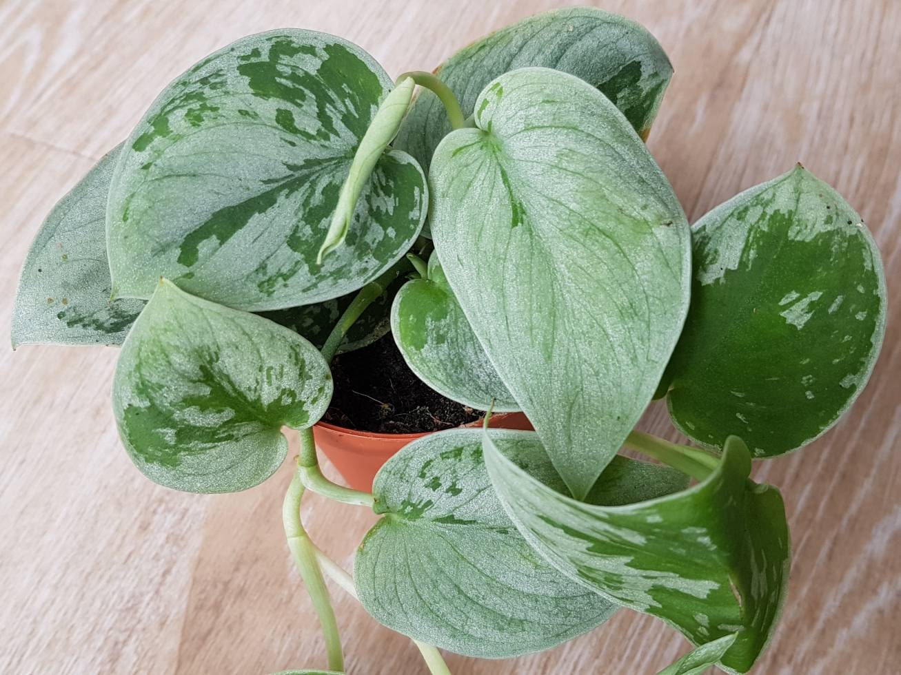 Pothos Silvery Ann, Scindapsus Pictus, Pothos Argenté - Plantes Bien Enracinées Prêtes à Mettre en T