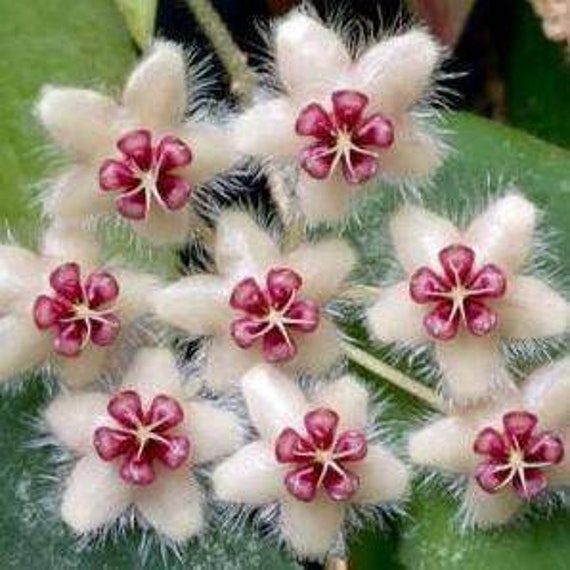 Hoya Caudata Sumatra, Ultra Rare - Feuille Poilue avec Tâche Argentée Plante Bien Enracinée ou Boutu