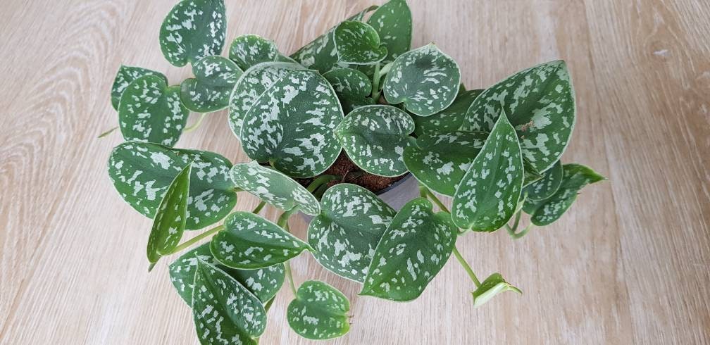 Pothos Argenté Argyraeus, Scindapsus Pictus, Pothos à Petites Feuilles - Boutures Enracinées de 3 En