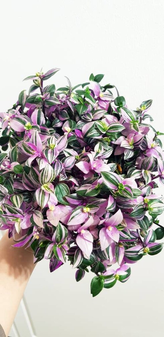 Tradescantia Quadricolor , Misère Rose, Cadeau Parfait, Plante Bien Établie, Feuille Magnifique