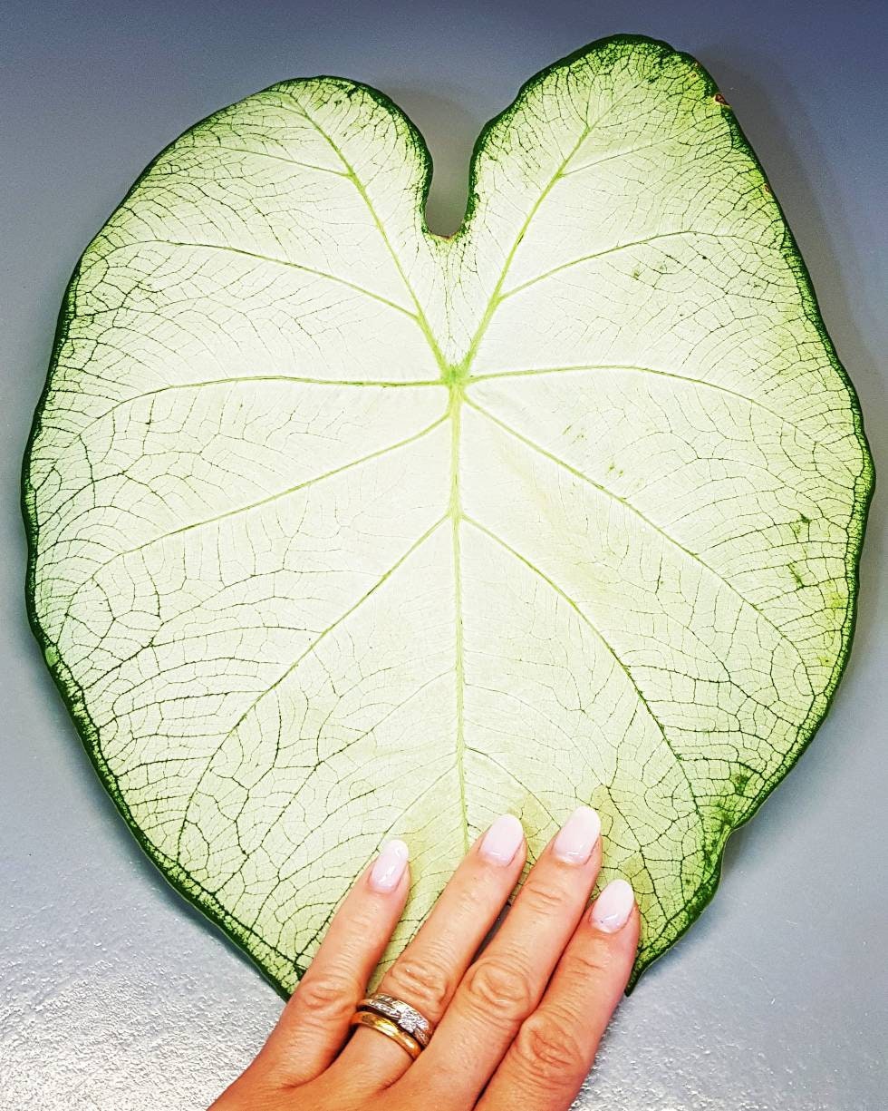 Caladium Florida Moonlight, Bulbe à Faire Germer, Caladium Bicolore Feuillage Rose et Blanc, Rare, P