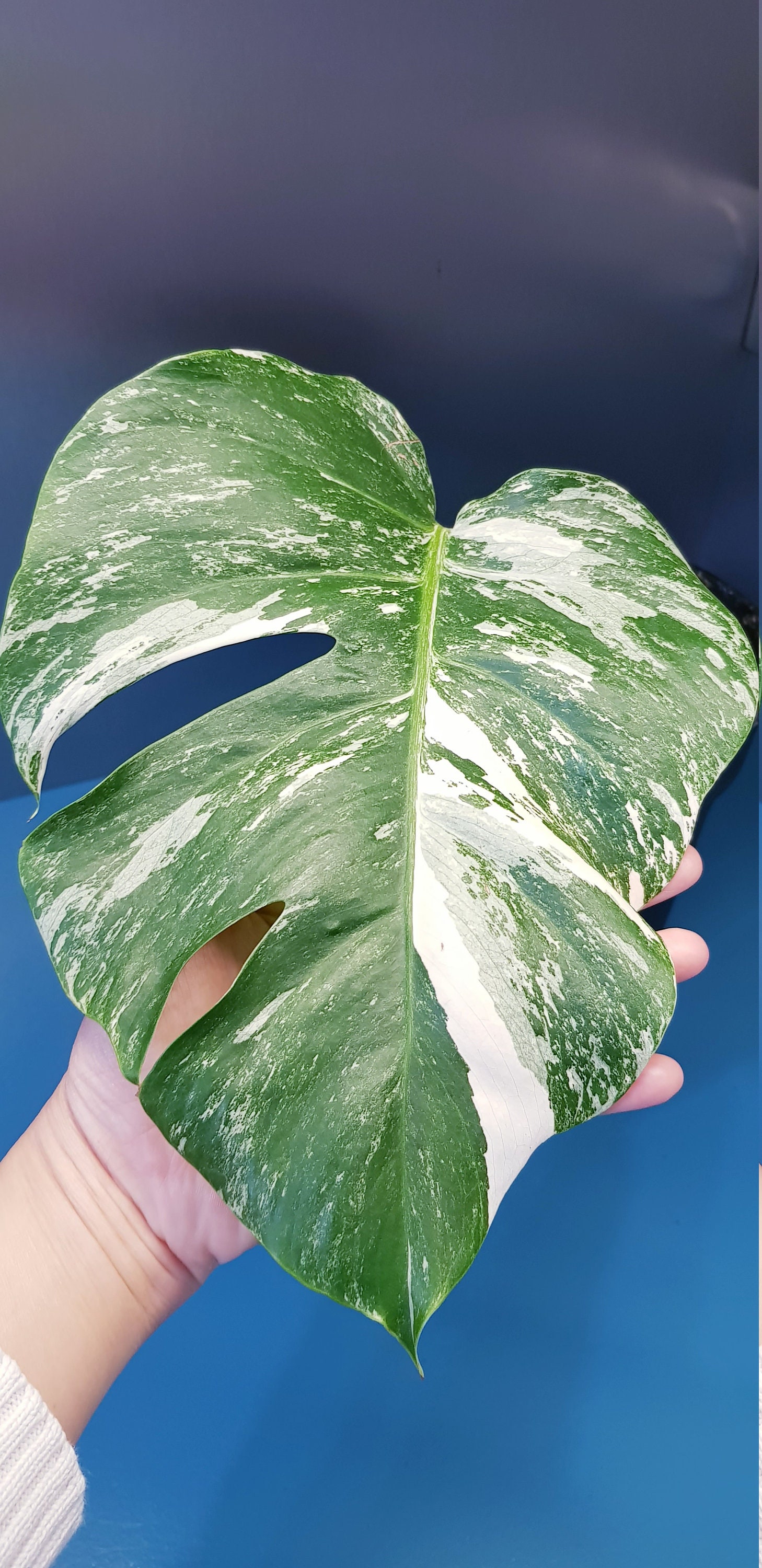 Monstera Variegata, Plante Ch4 - Plante Bien Établie, Beaucoup de Racines en Terreau, Variégation