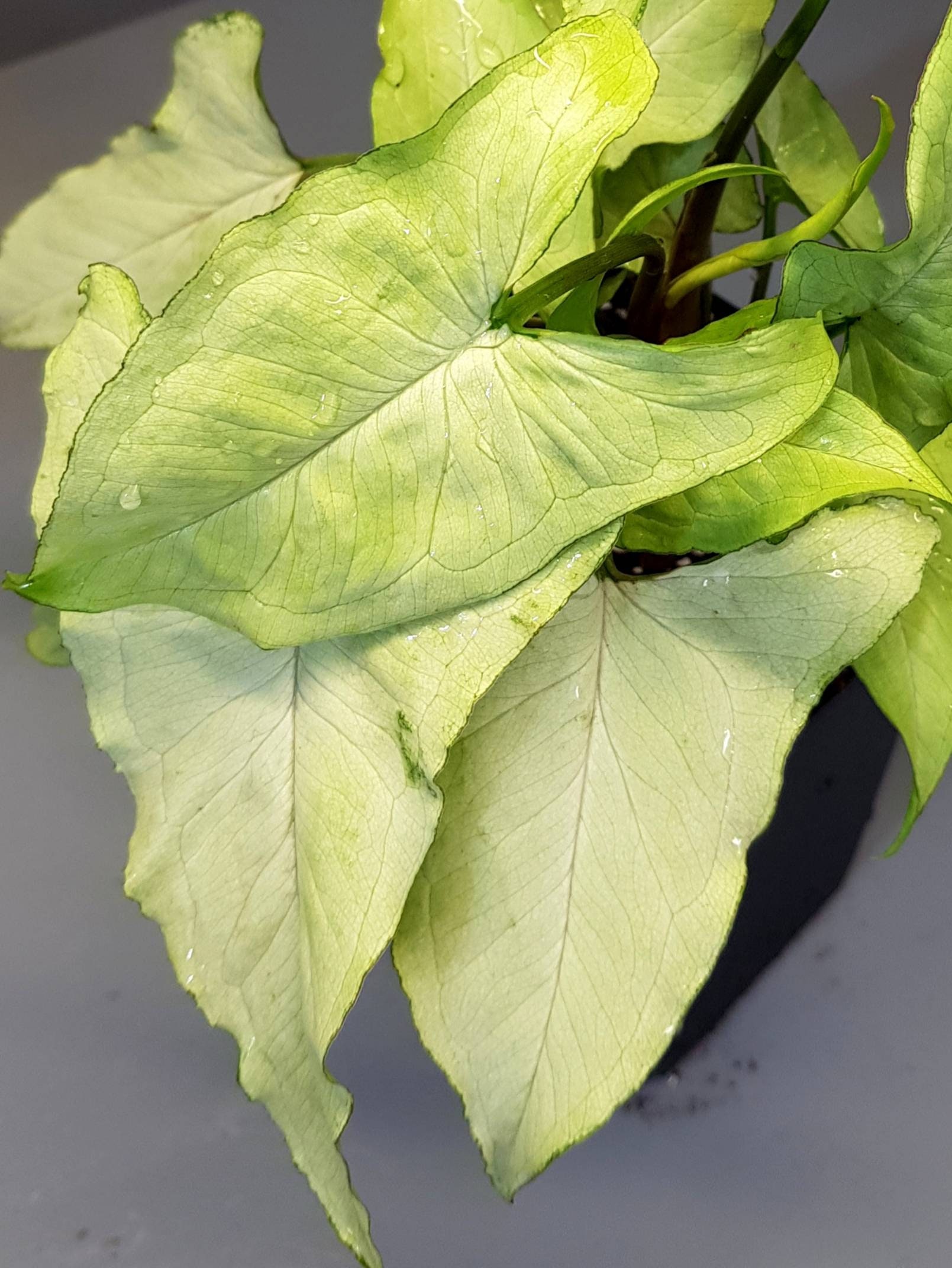 Syngonium Ngern Lai Ma - Plante Établie Beaucoup de Racines Feuillage Magnifique