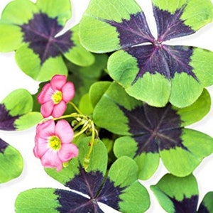 Oxalis Deppei, 4-leaf lucky clover, Oxalis Iron Cross, easy plant, bulb to germinate, indoor or outdoor plant image 2