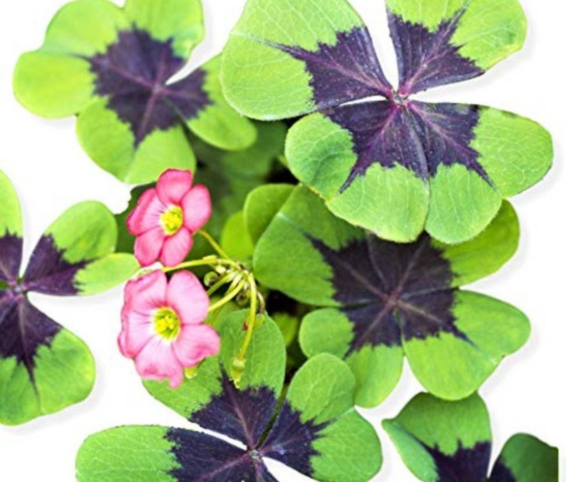 Oxalis Deppei, 4-leaf lucky clover, Oxalis Iron Cross, easy plant, bulb to germinate, indoor or outdoor plant image 2