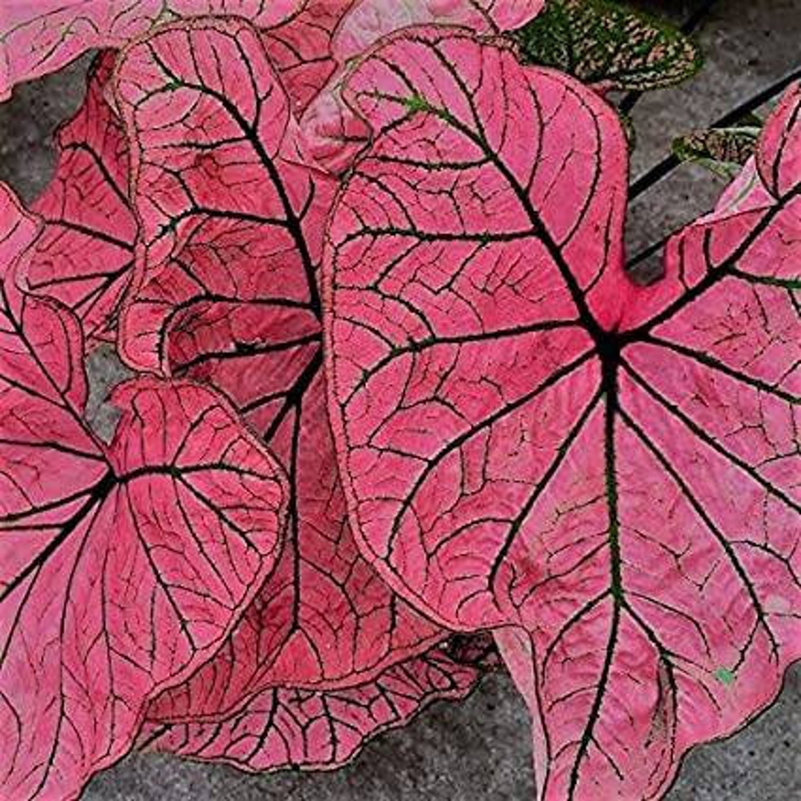 Caladium SPRING FLING Caladium With Pink Foliage Caladium Etsy
