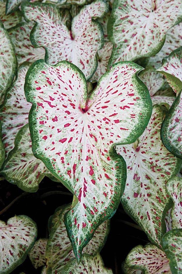 Caladium Gingerland , Bulbe Caladium à Faire Germer, Feuillage Décoratif, Croissance Rapide, Rare