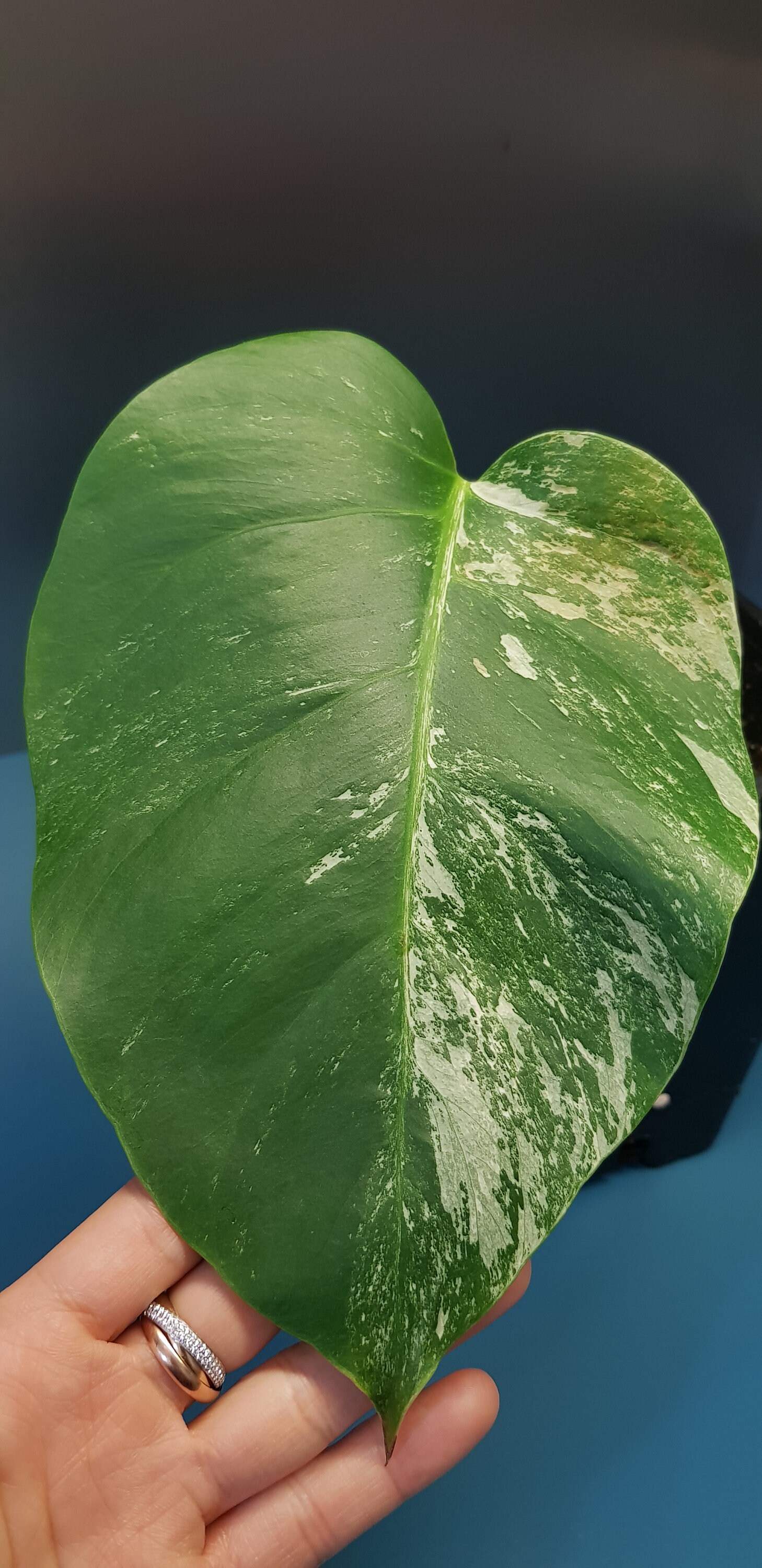 Monstera Variegata, Plante Gp1 - Plante Bien Établie de 2 Feuilles, Beaucoup Variégation, Racines Sa