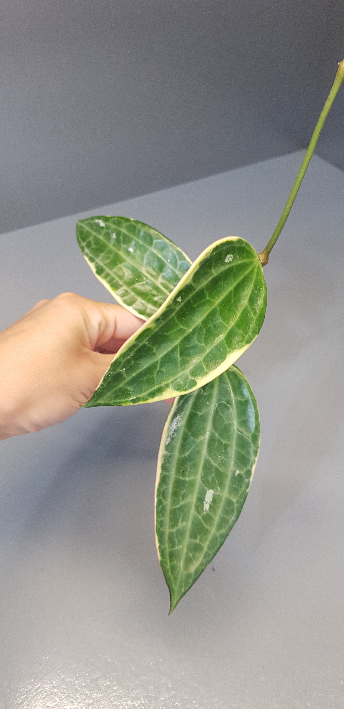 Hoya Macrophylla Variegata, Hoya Variegata, Rare - Feuillage Nervure Variégation, Plante Bien Établi