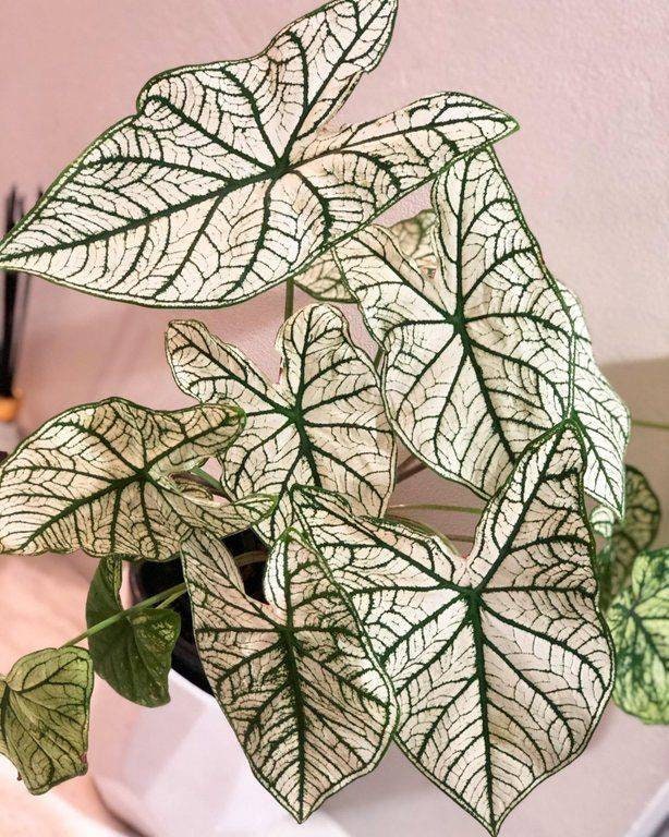 Caladium White Christmas, Caladium à Feuillage Blanc, Bulbe Faire Germer, Rare, Plante Intérieur, Dé