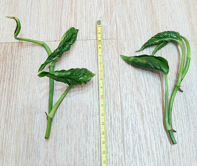 SHANGRI LA Epipremnum sleeping pothos Etsy