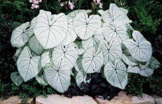 Caladium Candidum Senior, Bulbe à Faire Germer, Caladium Feuillage Blanc Magnifique, Plante Facile, 