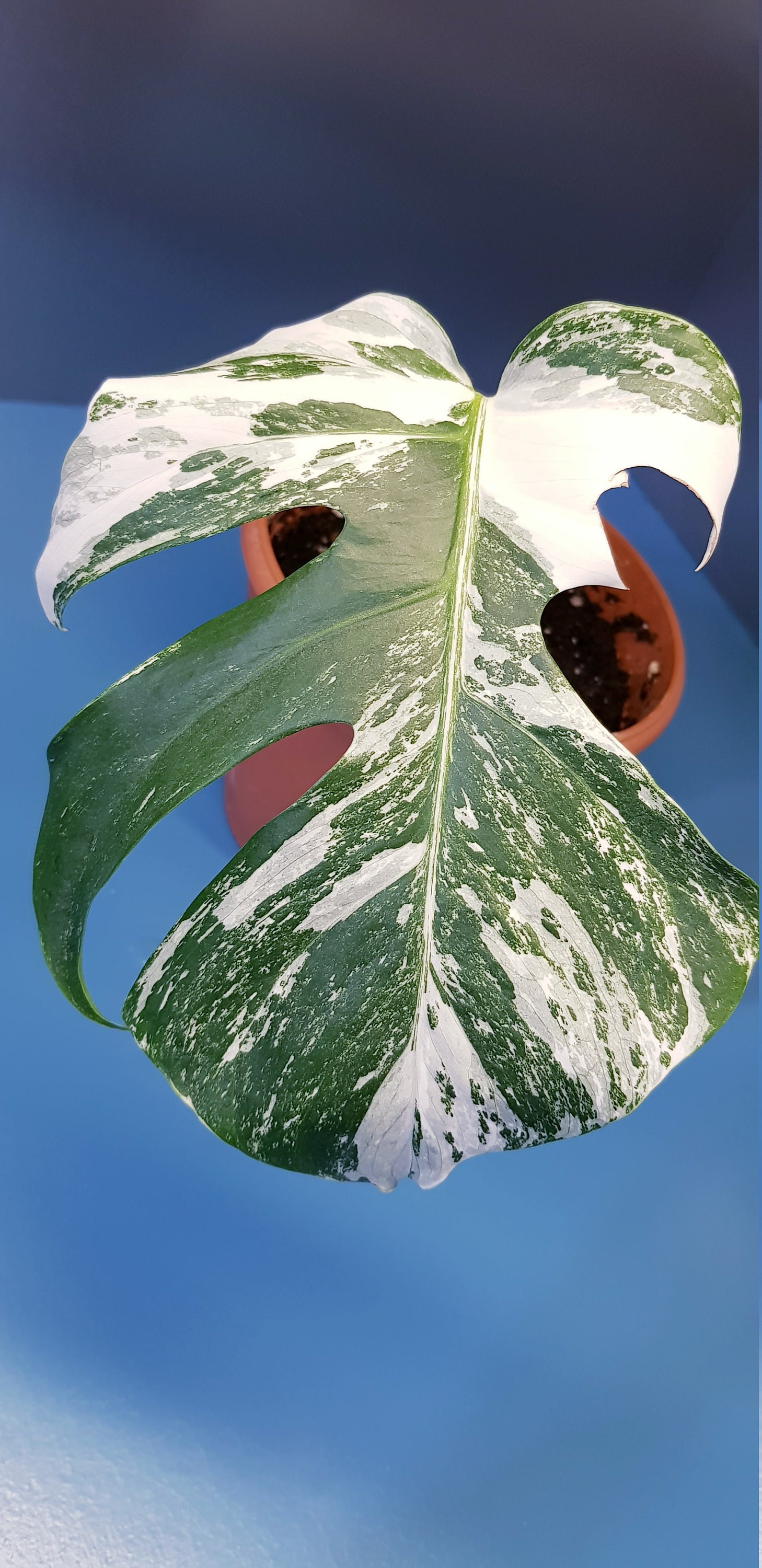 Monstera Variegata, Plante Ch3 - Plante Bien Établie, Beaucoup de Racines en Terreau, Variégation