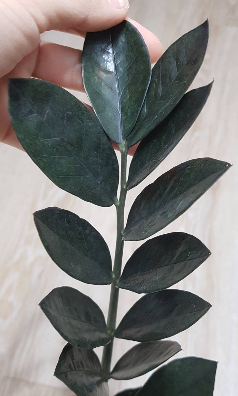 Zz Raven Zamioculcas Zamiifolia Easy Plant Shade Plant Etsy Zz Raven Zamioculcas Zamiifolia Easy Plant Shade Plant Etsy