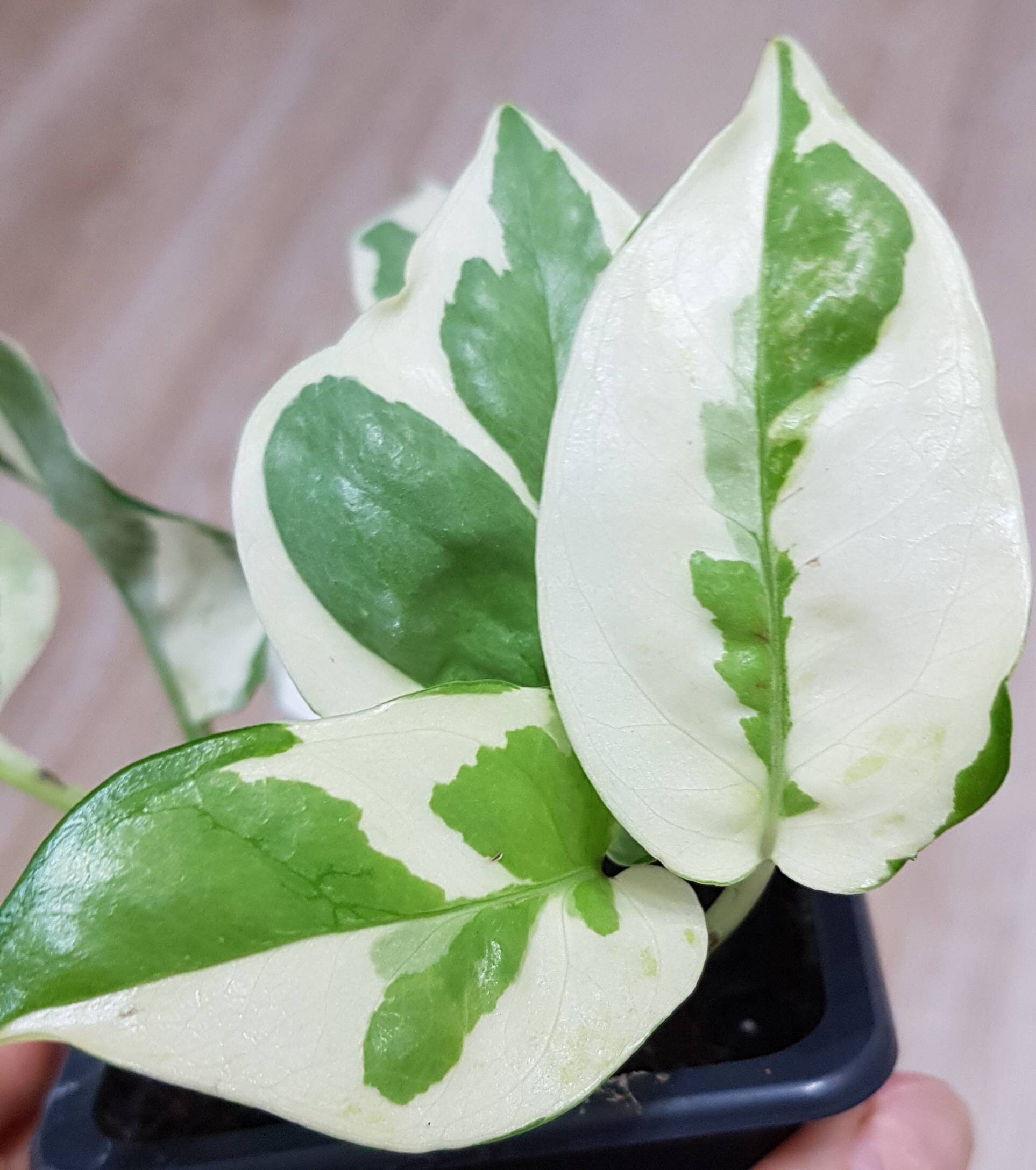 Pothos N'joy, Epipremnum Albo Variegata, Pothos White Panaché Vert et Crème - Plantes avec Beaucoup 