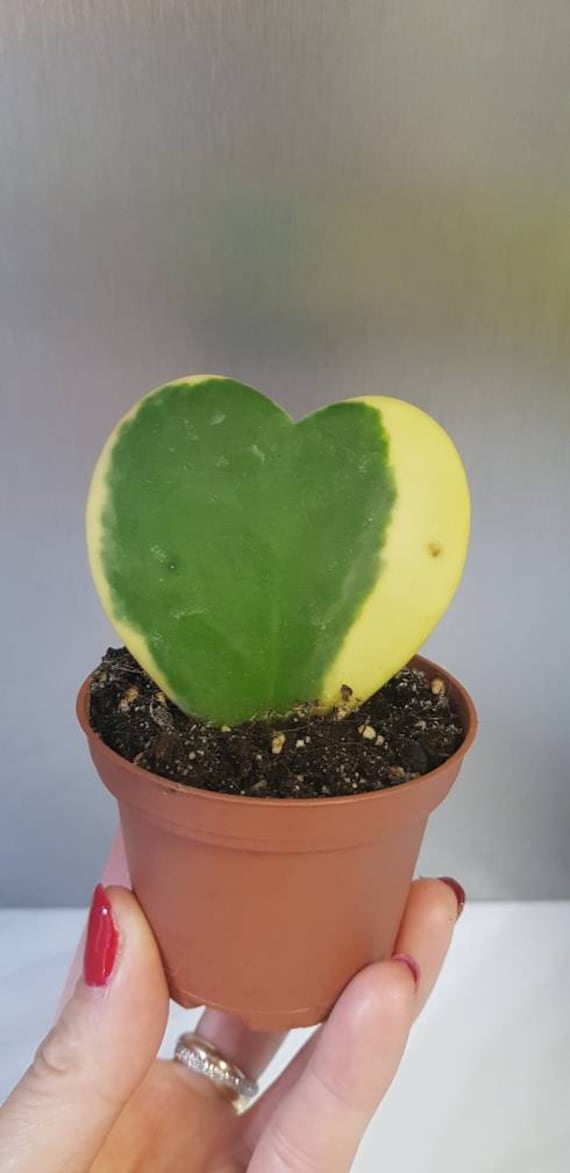 Hoya Kerrii Albomarginata ou Hoya Kerrii Variegata, Hoya Variegata - Plante d'une Feuille Cœur Panac