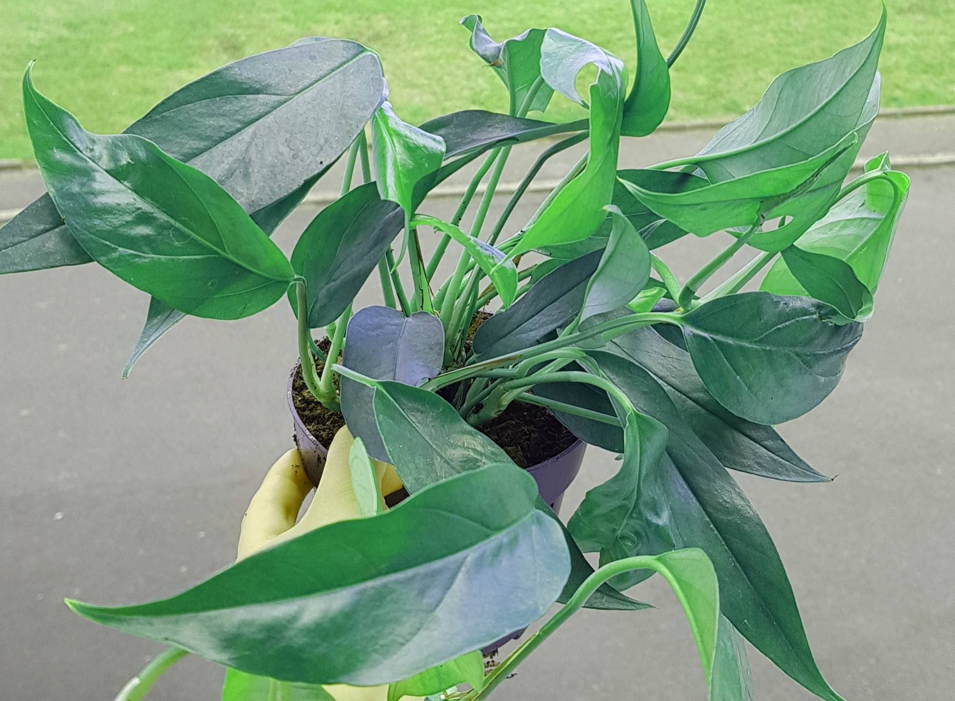 Dragon Tail Pothos Pothos Plant