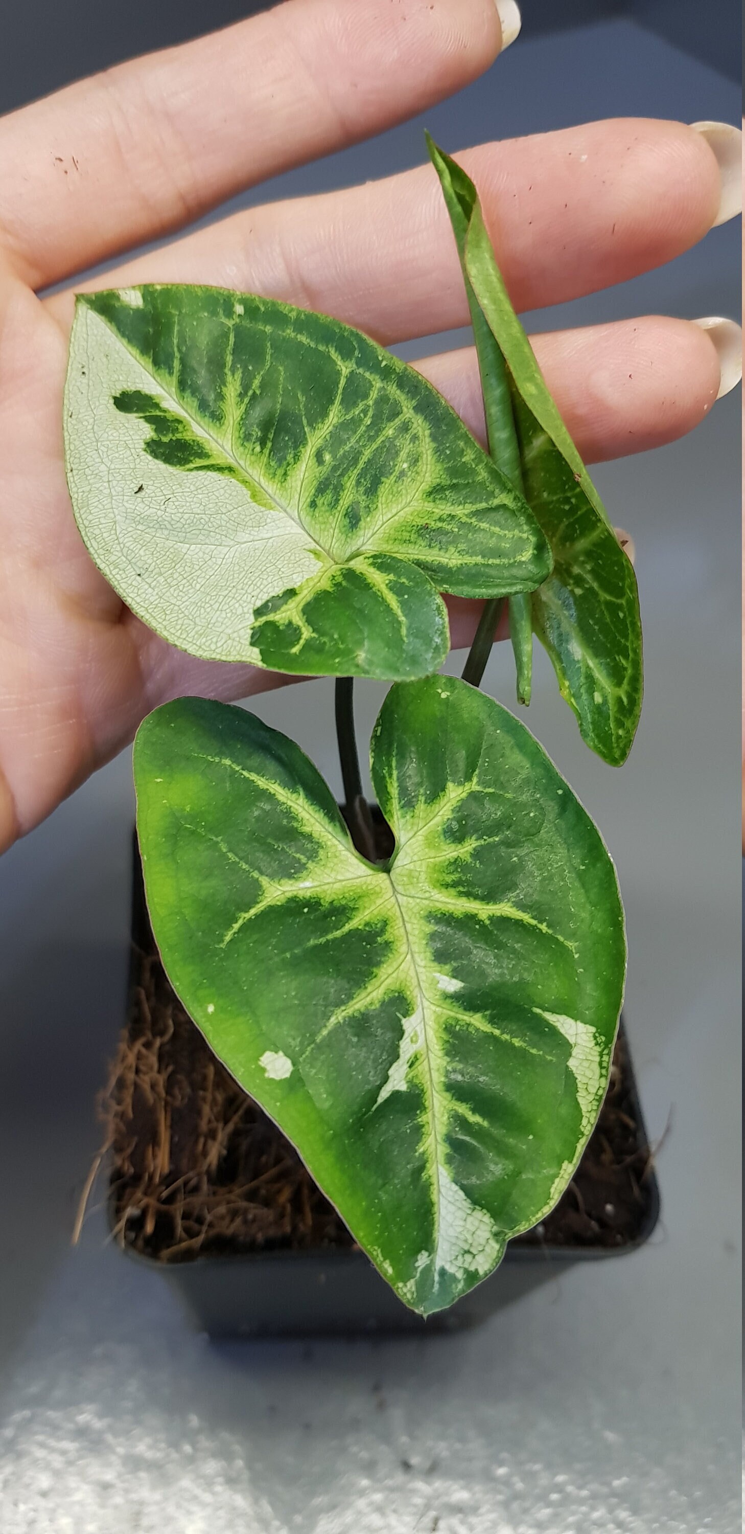 Syngonium Panda, Syngonium Variegata, Rare - Plante Bien Enracinée avec 3 Feuilles et Beaucoup de Ra