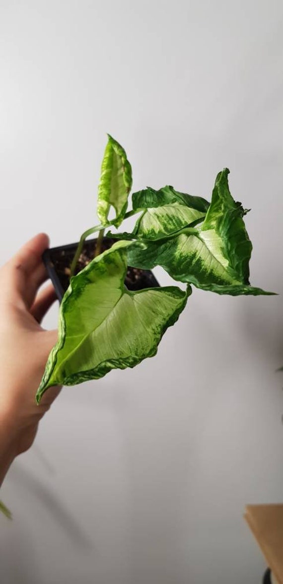 Syngonium Godzilla Variegata, Plante avec Beaucoup de Racines, Feuille Enroulée Originale