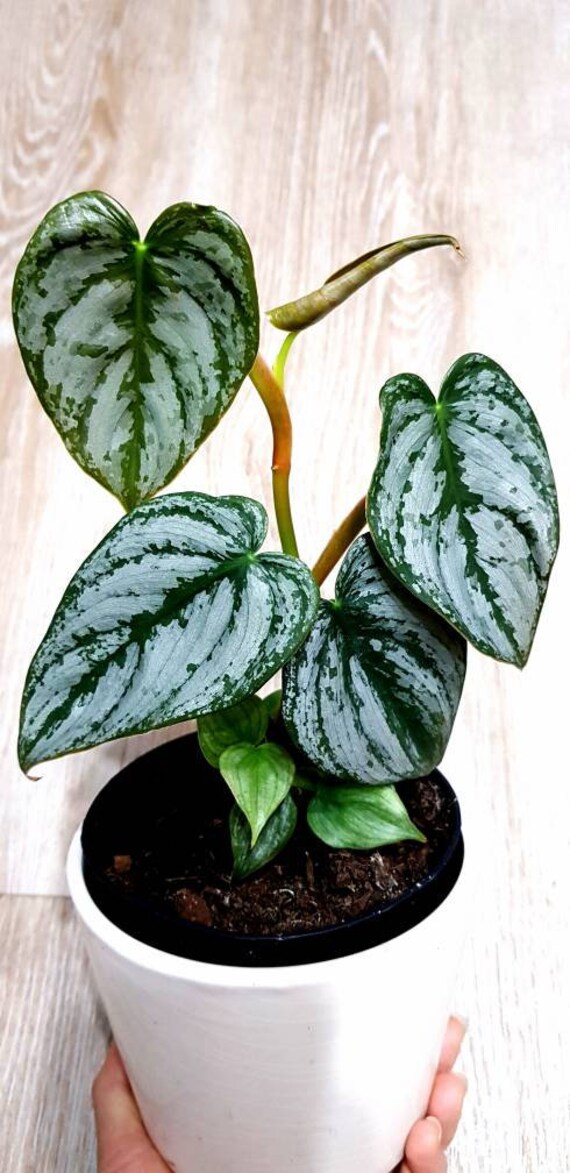 Philodendron Brandtianum - Feuillage Argenté Magnifique, Bouture ou Plante