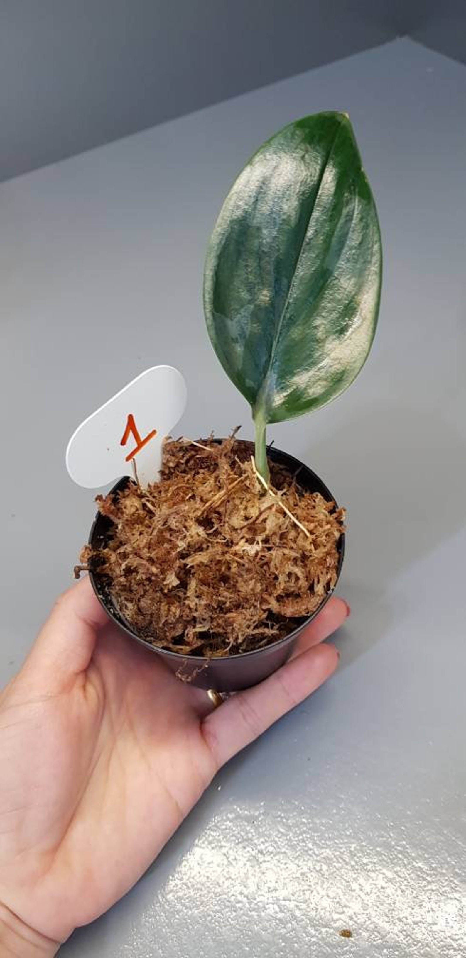 Scindapsus TREUBII DARK FORM nearly black pothos Rare Etsy