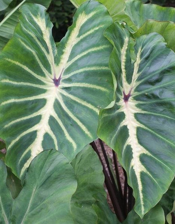 Bulbe Colocasia White Lava, Colocasia Esculenta, Oreilles d'éléphant, Taro Variegata, Plante d'intér