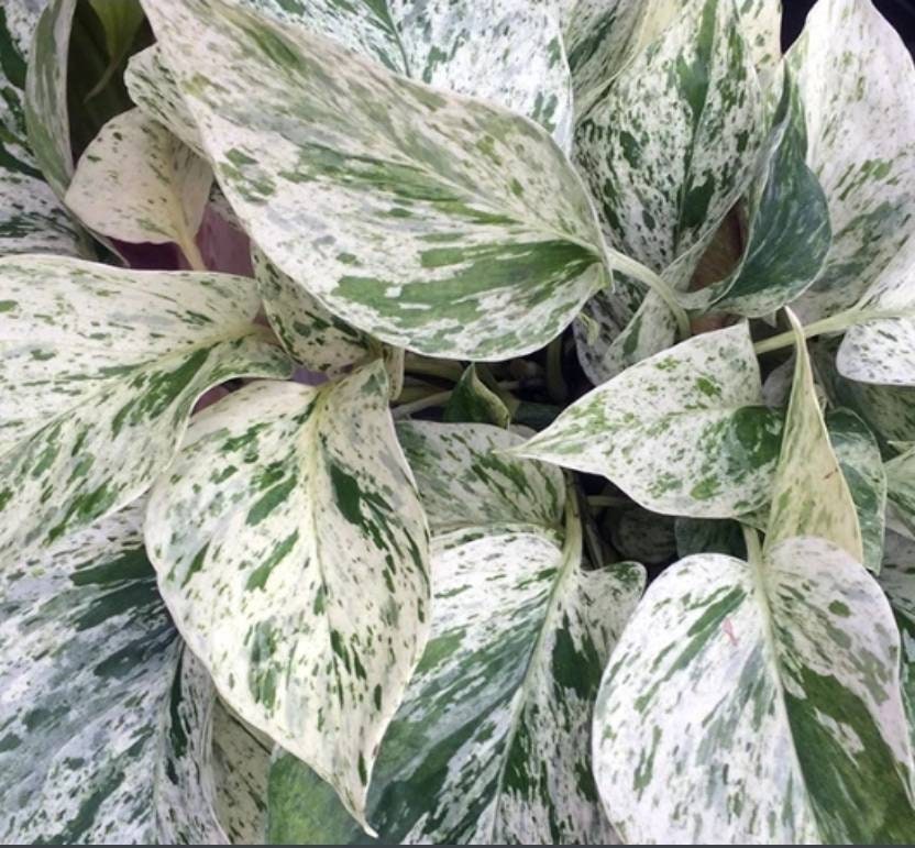 Pothos Snow Queen, Epipremnum Aureum Albo Variegata, Marble Queen à Feuille avec Beaucoup de Blanc, 