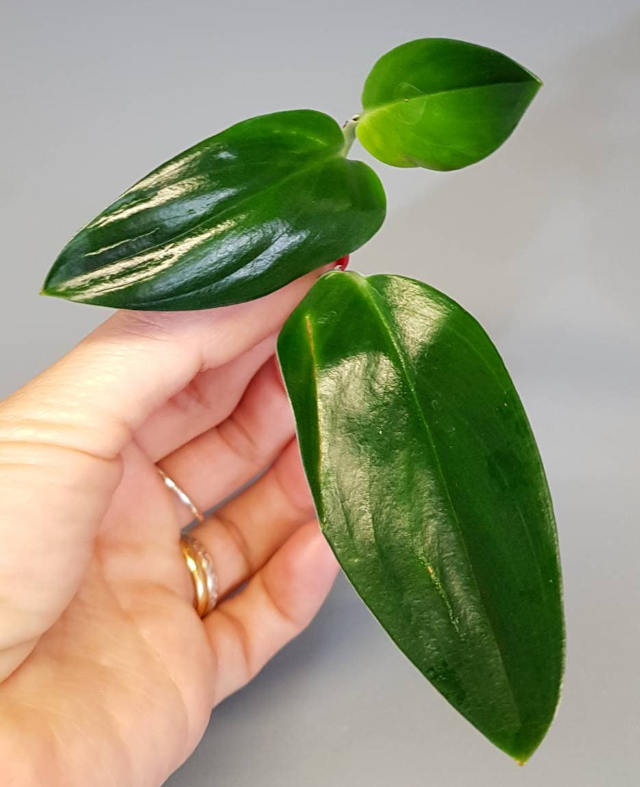 Scindapsus TREUBII DARK FORM nearly black pothos Rare | Etsy