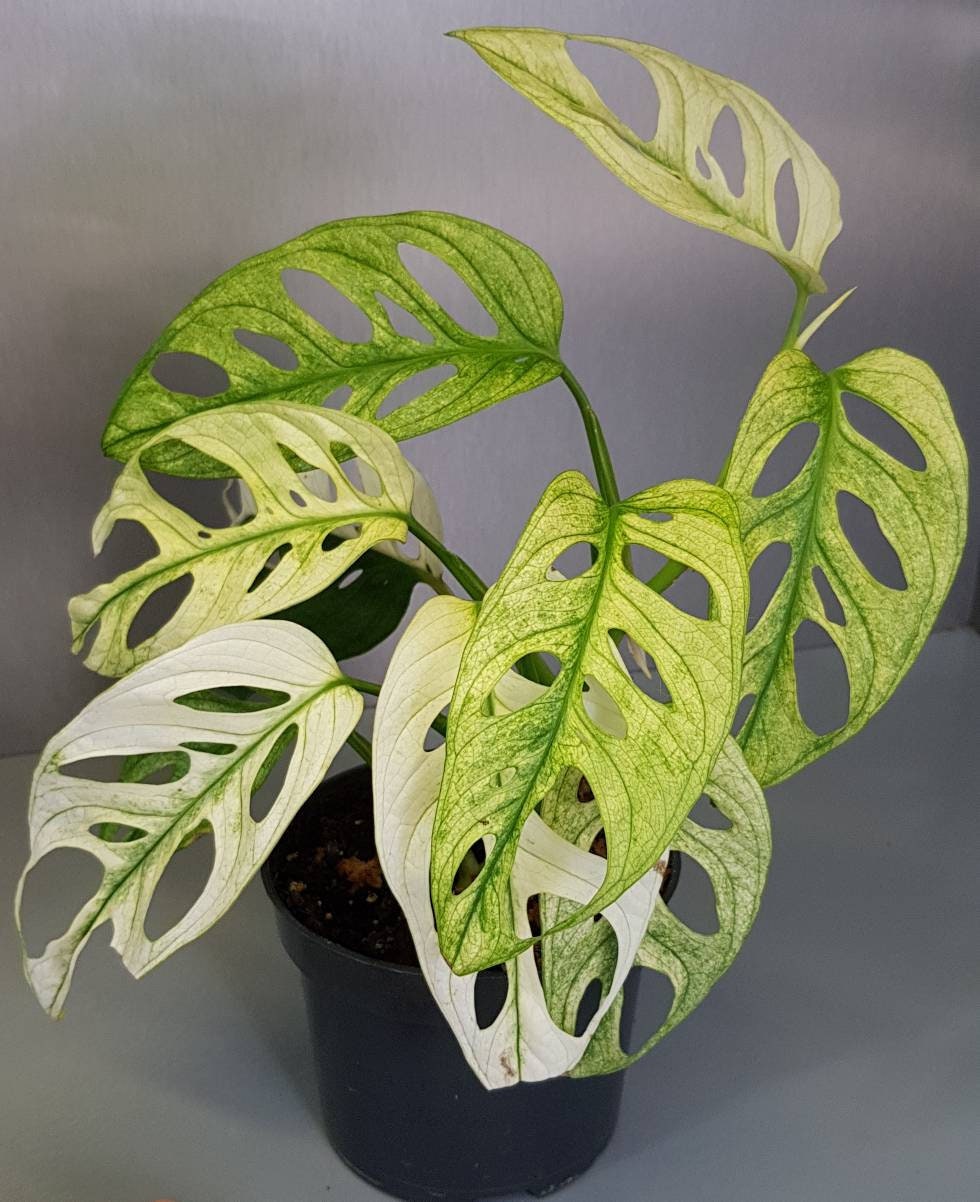 Monstera adansonii VARIEGATA MINT GHOST 'Archipelago' mint variety -  cutting 1 sheet not rooted, delivery from Australia