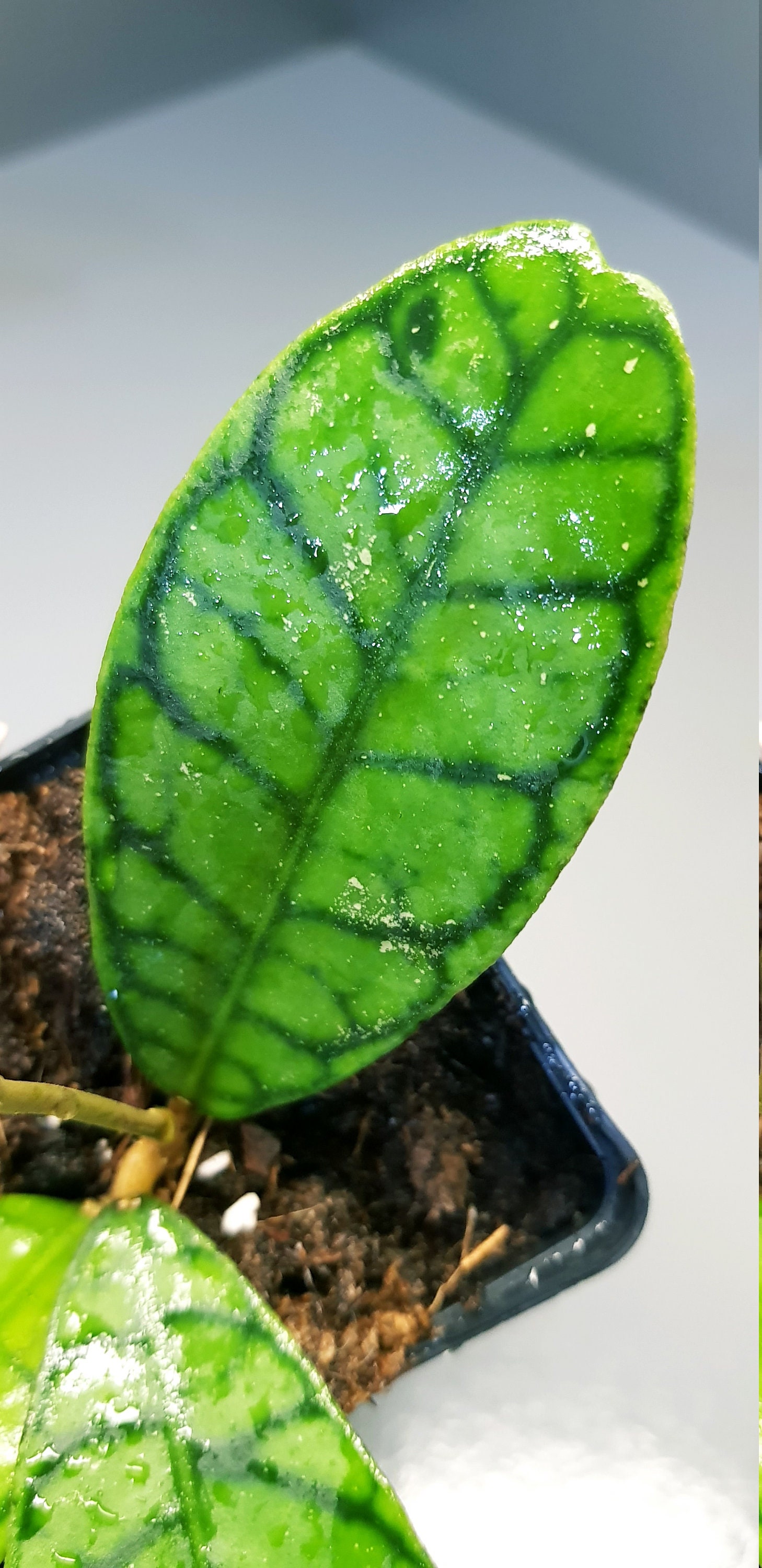 Hoya Callistophylla, Plante Fleur de Cire, Feuille Nervurée - Bien Enracinée