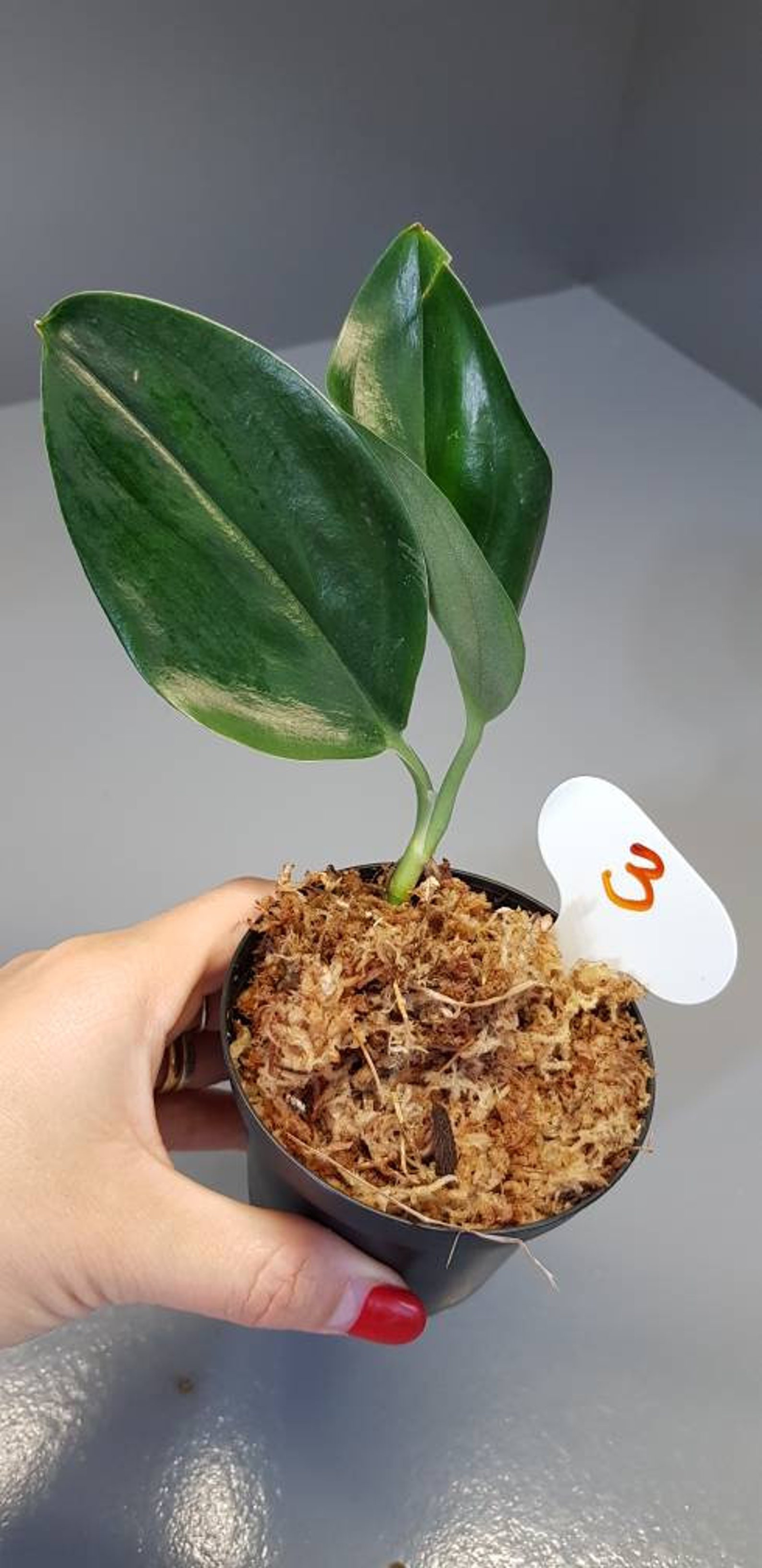 Scindapsus TREUBII DARK FORM nearly black pothos Rare Etsy