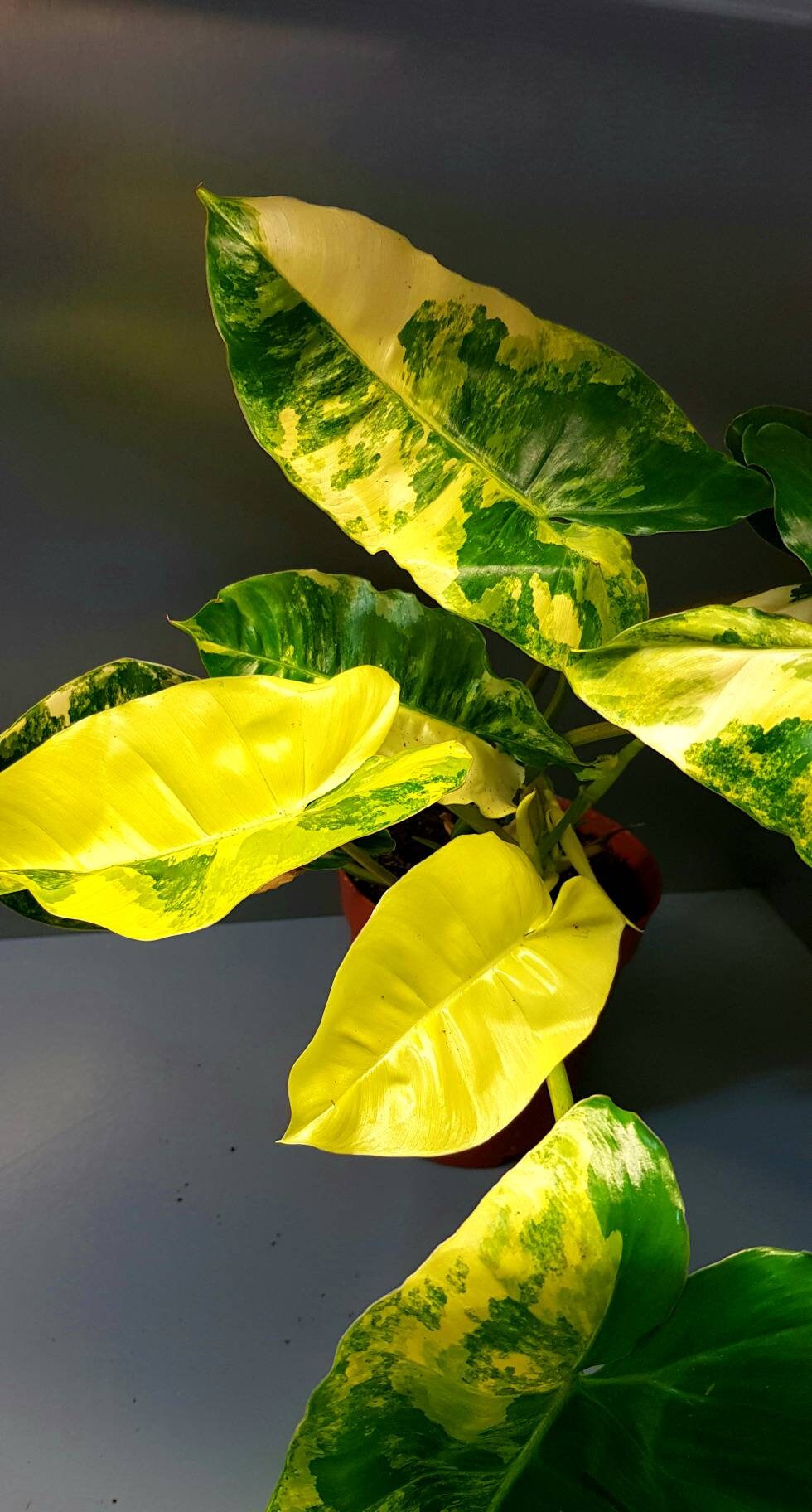 Philodendron Burle Marx Variegata, Philodendron Variegata, Plante Grandes Feuilles, Beaucoup de Vari