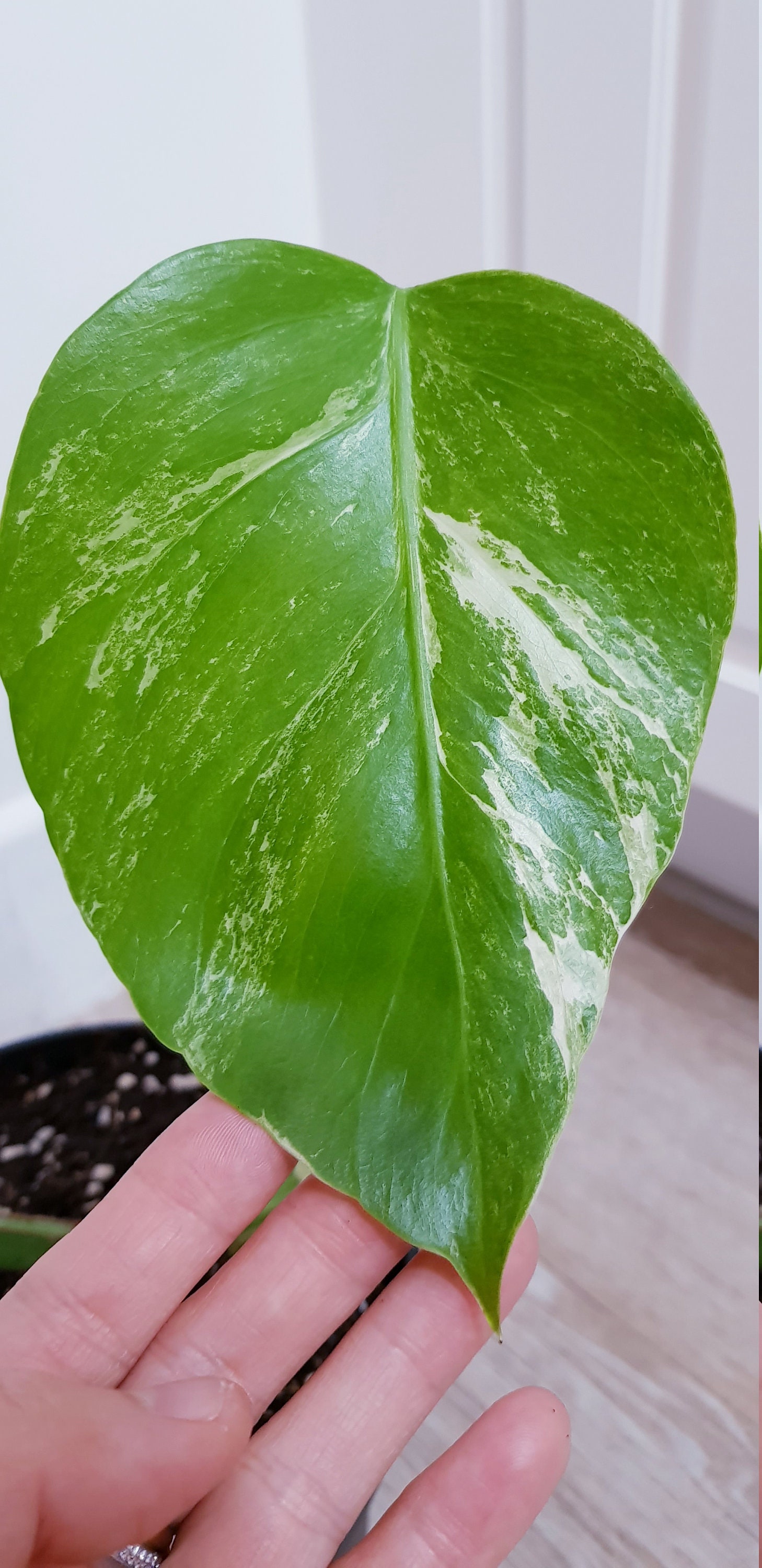 Monstera Variegata, Plante Tm6 - Plante Bien Établie avec 2 Feuilles et Racines en Terreau, Beaucoup