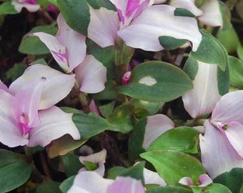 Tradescantia BLUSHING BRIDE, Virginia Ephemeral, RARE Misery, unrooted cutting, perennial, easy to maintain, leaf with pink