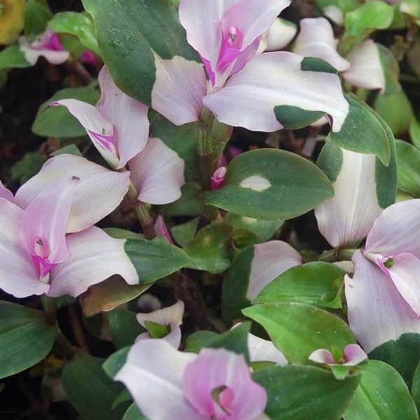 Tradescantia BLUSHING BRIDE, Éphémère de Virginie, Misère RARE, bouture non enracinée , vivace, facile d'entretien, feuille avec du rose