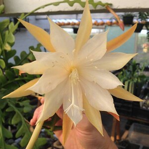 Epiphyllum anguliger, Zigzag Cactus, fast growing plant, easy plant, hanging plant, original foliage, unrooted cutting