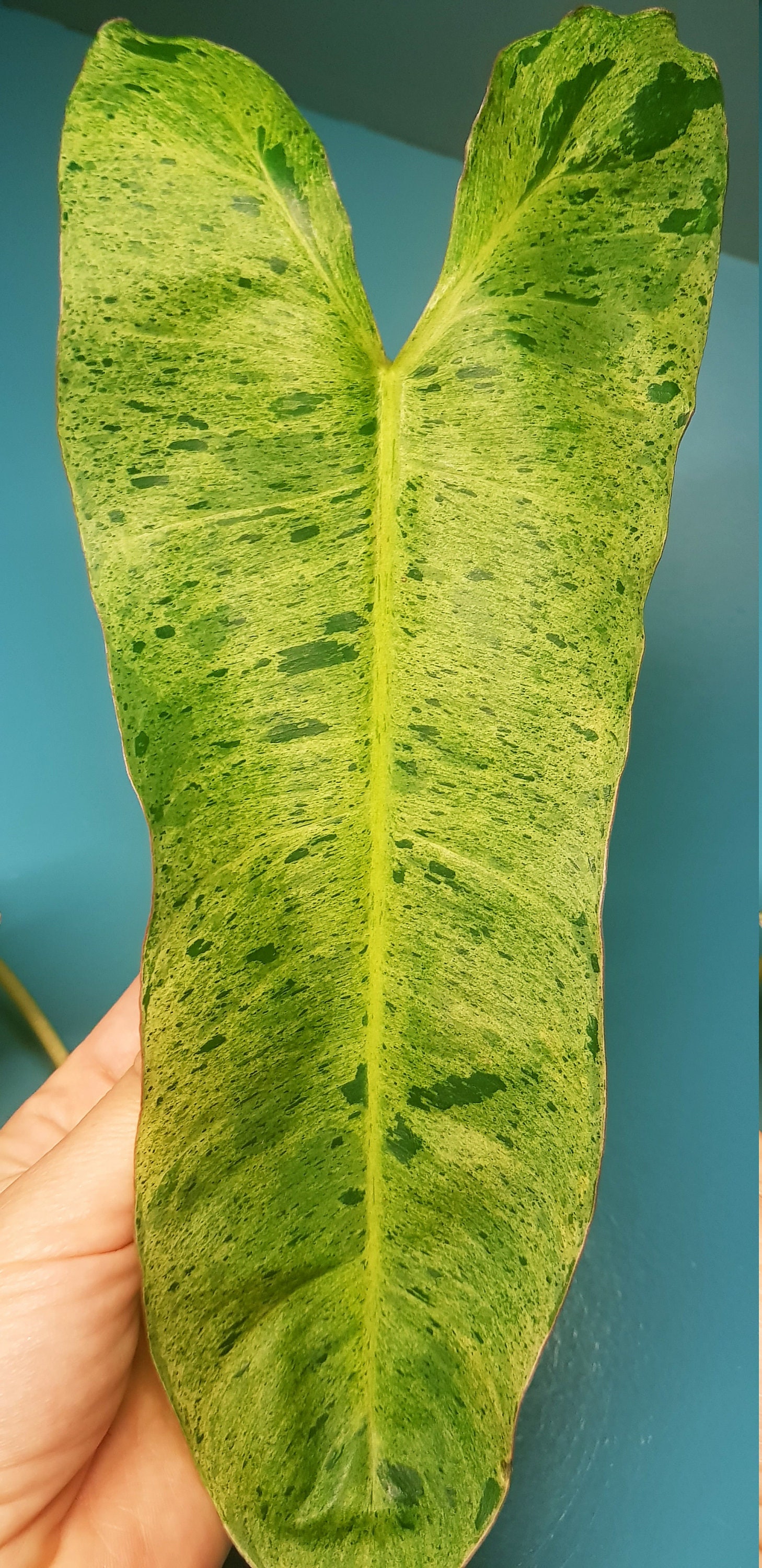 Philodendron Paraiso Verde, Plante d'intérieur à Large Feuille Panachée, Les Tâches Comme Une Monste