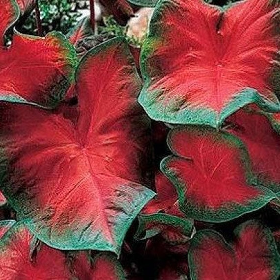 Caladium Freida Hemple, Feuillage Bicolore Rouge et Vert, Caladium Rare, Bulbe Caladium, Plante d'in