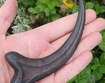 デルタドロメウス・ラプトルの爪の化石、本物の恐竜の爪、モロッコ産