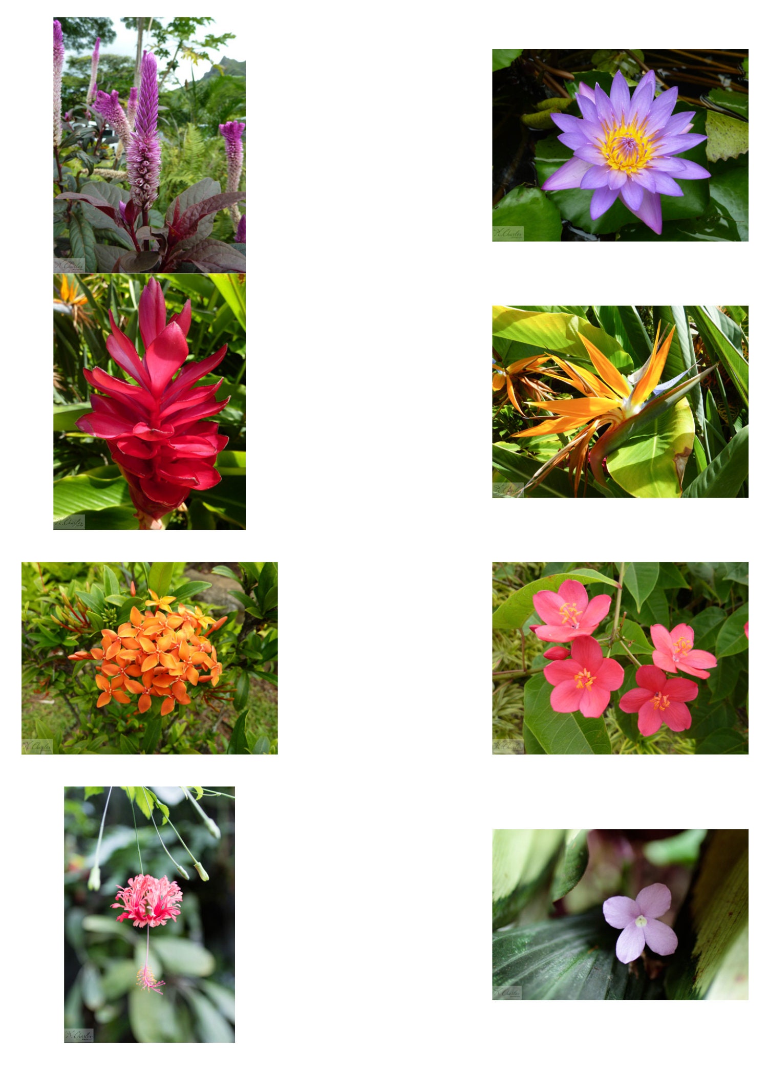 Tropical Flowers - Bifold Note Card Set With Envelopes - Etsy
