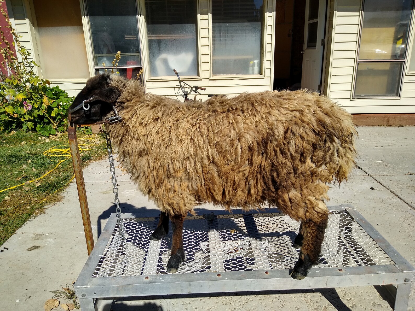 Raw NavajoChurro Sheep/Lamb Wool Tan/Caramel/Cream Fleece 1 Etsy