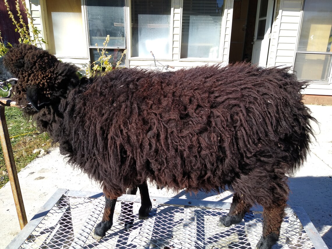 Raw NavajoChurro Sheep/Lamb Wool Black / Brown Fleece 2 lb Etsy