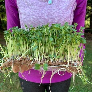 Diakon Radish Microgreen Kit