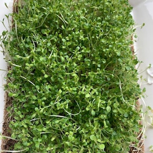 Waldmanns Green Lettuce Microgreen Kit